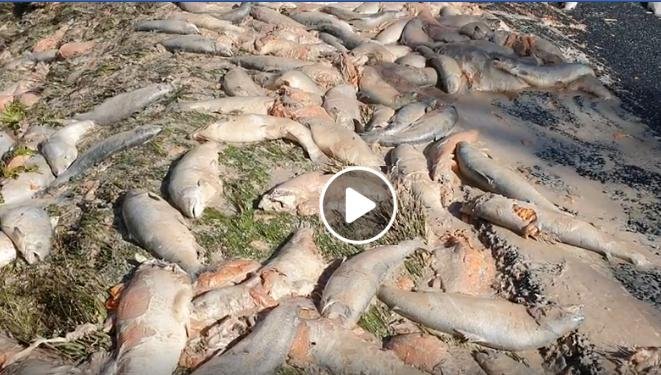 William Haughton Facebook video #2