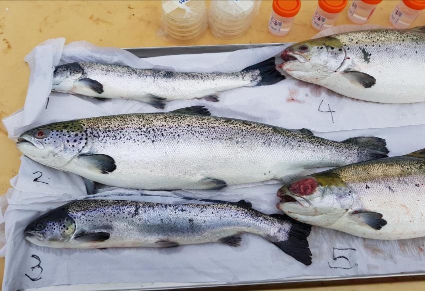 FHI April 2019 Kingairloch Photo #1 FHI April 2019 Kingairloch Photo #1