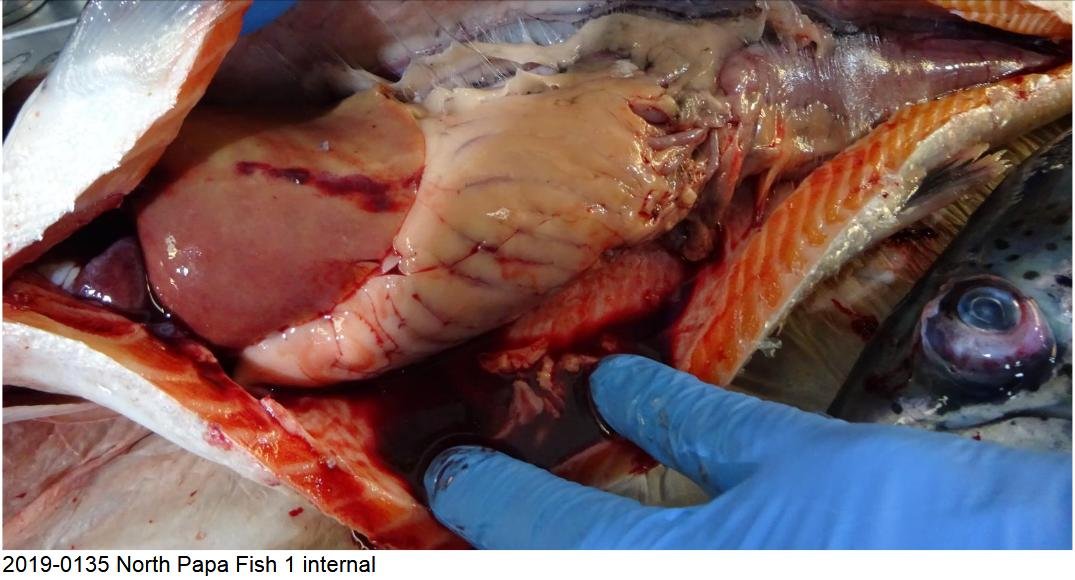 FHI March 2019 North Papa photo #5