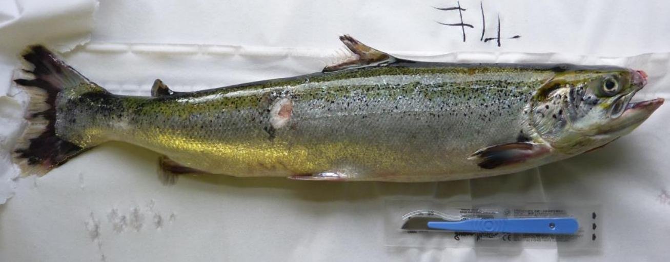 FHI Case Information Strondoir Bay Feb 2019 Photo #6