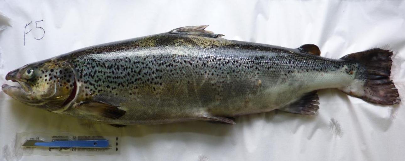 FHI Case Information Strondoir Bay Feb 2019 Photo #7