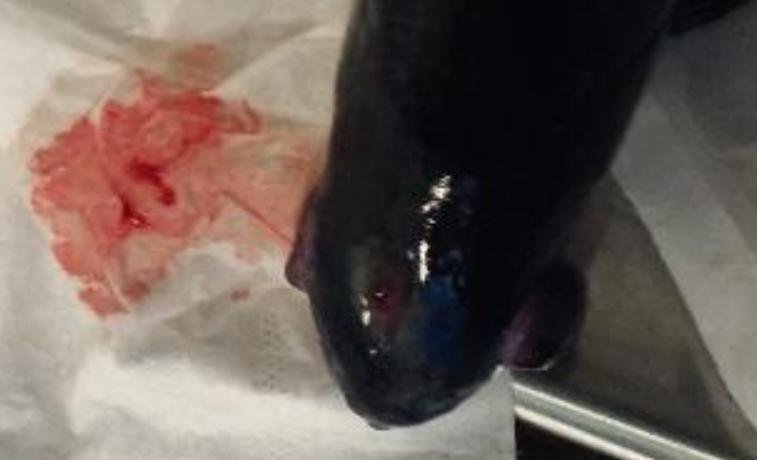 FHI Case Information Portree Feb 2019 Photo #4