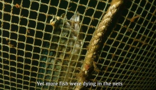 David Ainsley Vimeo Sept 2019 #3 more dead