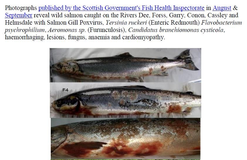 Letter to Scottish Ministers 30 Sept 2019 re wild fish & diseases on salmon farms #2