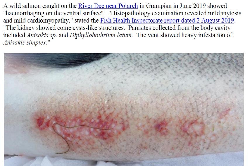 PR Sick Scottish Salmon 30 Sept 2019 #8 wild fish photos Dee