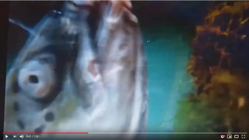 2019 Fish farm survey STV News 30 Sept #3 Shieldaig