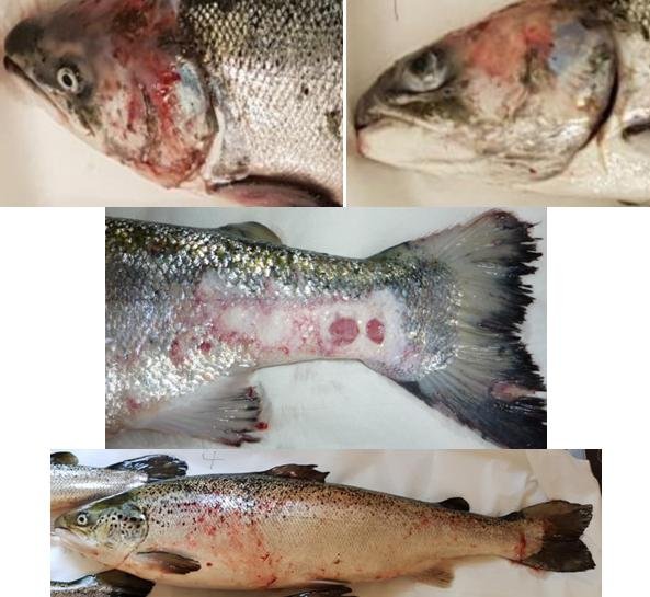 PR The Case Against Scottish Salmon 3 Jan 2020 Photo #1 PR The Case Against Scottish Salmon 3 Jan 2020 Photo #1