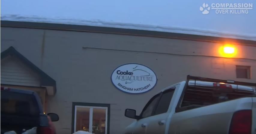 COK video #13 Cooke COK video #13 Cooke