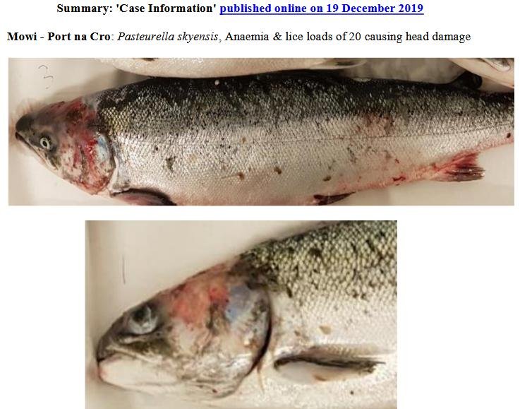 Port Na Cro Dec 2019 online via FHI Case Information blog