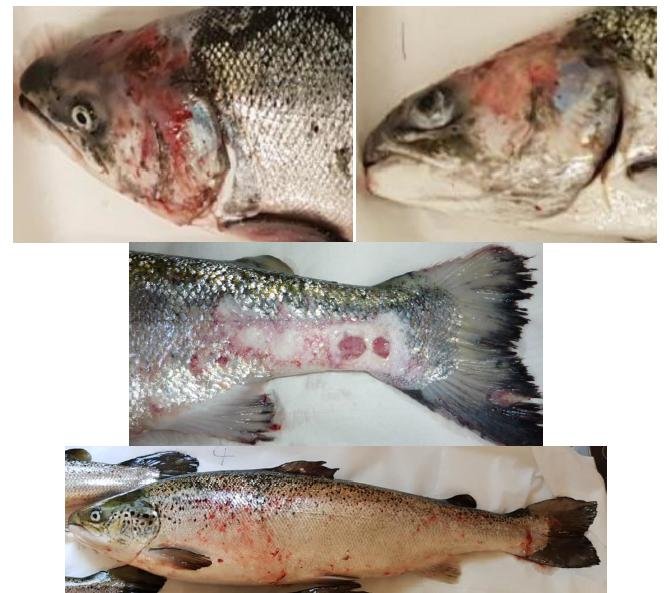 PR The Case Against Scottish Salmon 6 Jan 2020 #2 PR The Case Against Scottish Salmon 6 Jan 2020 #2