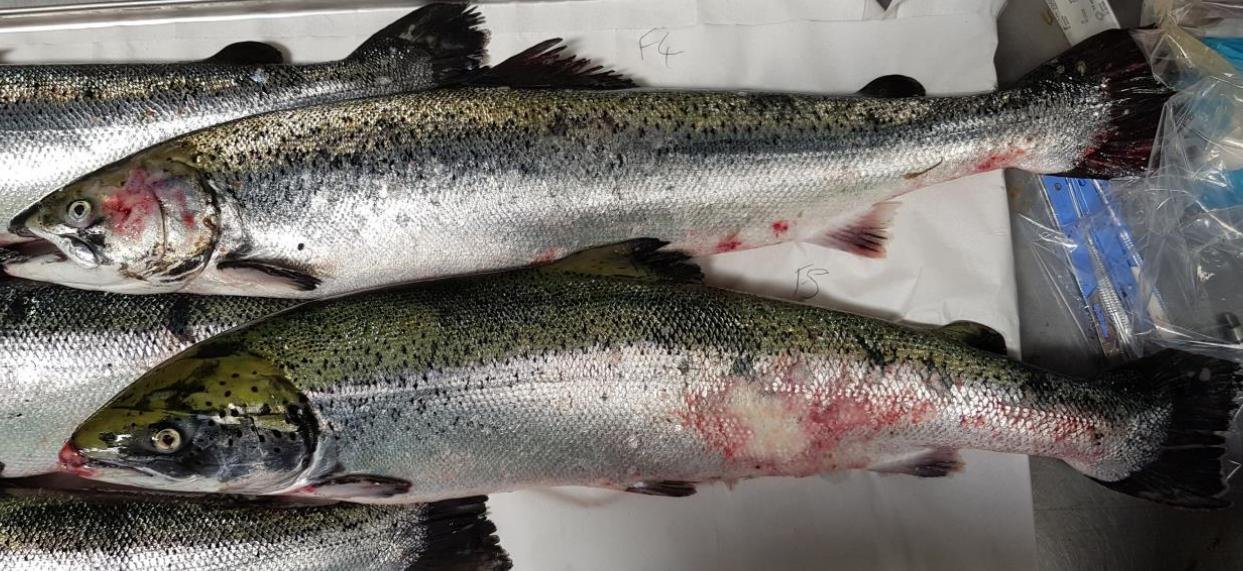 FHI Maragay Mor June 2019 #1