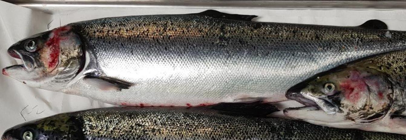 FHI Maragay Mor June 2019 #2