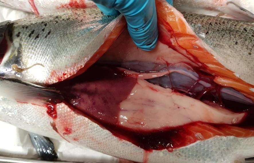 FHI Maragay Mor June 2019 #6