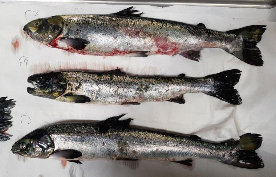 FHI Maaey June 2019  #3