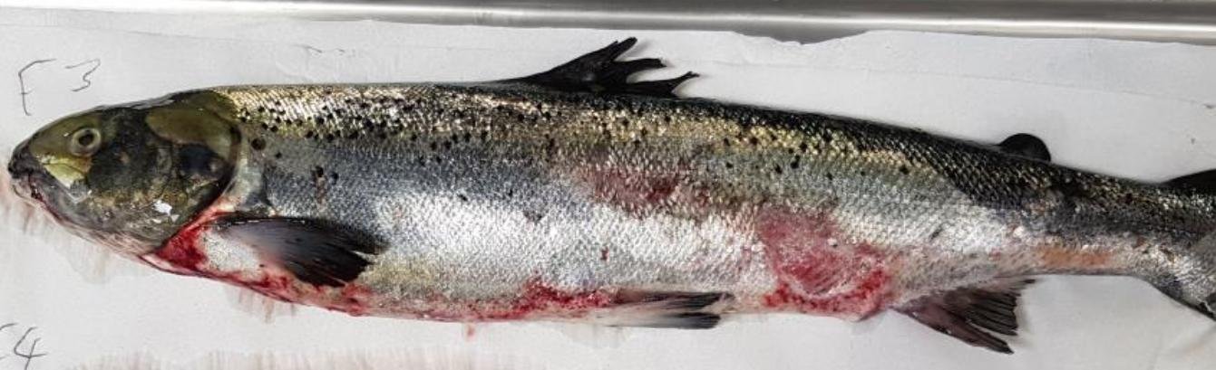 FHI Maaey June 2019  #4