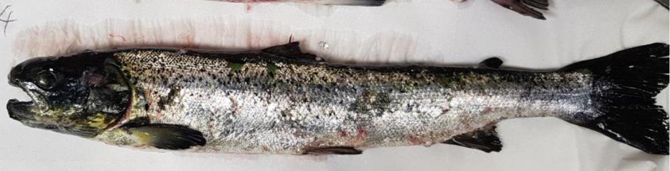 FHI Maaey June 2019  #5