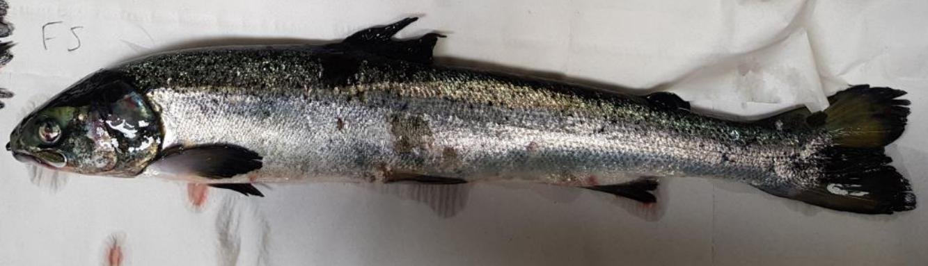 FHI Maaey June 2019  #6