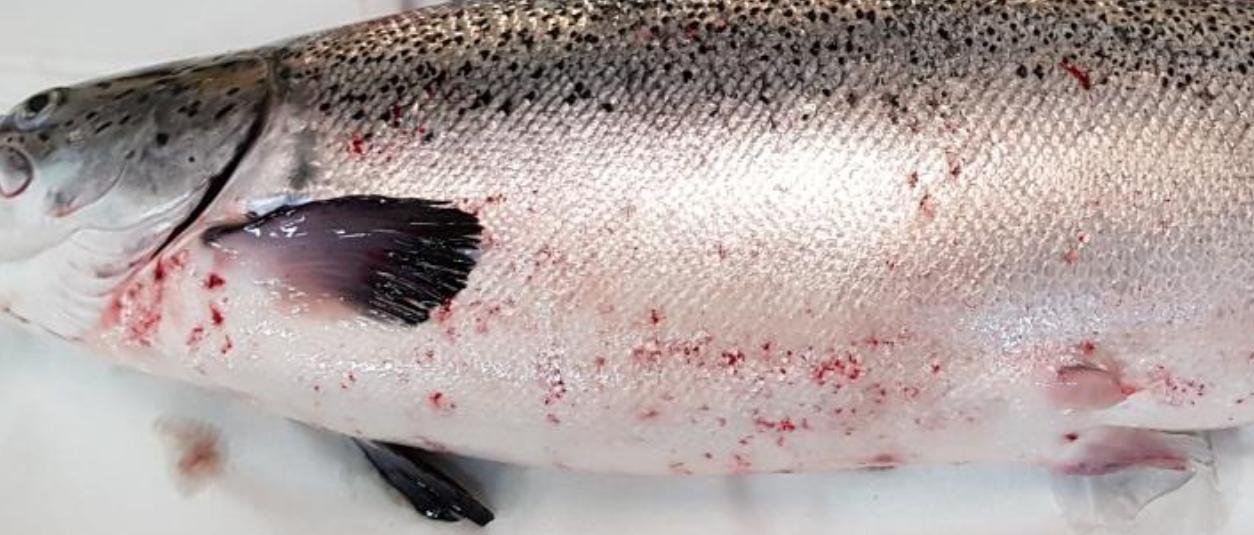 FHI Linnhe Ardgour Aug 2019 Photo #4 FHI Linnhe Ardgour Aug 2019 Photo #4