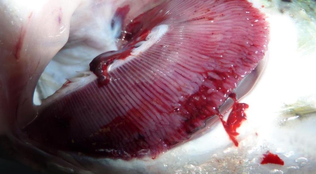 Ardintoul FHI 17 Oct 2019 Photo #5