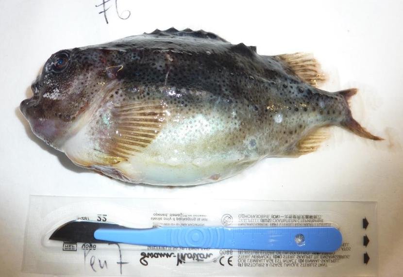 Ardintoul FHI 17 Oct 2019 Photo Lumpfish #1