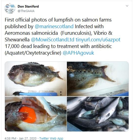 Ardintoul FHI 17 Oct 2019 Tweet re lumpfish 27 Jan 2020