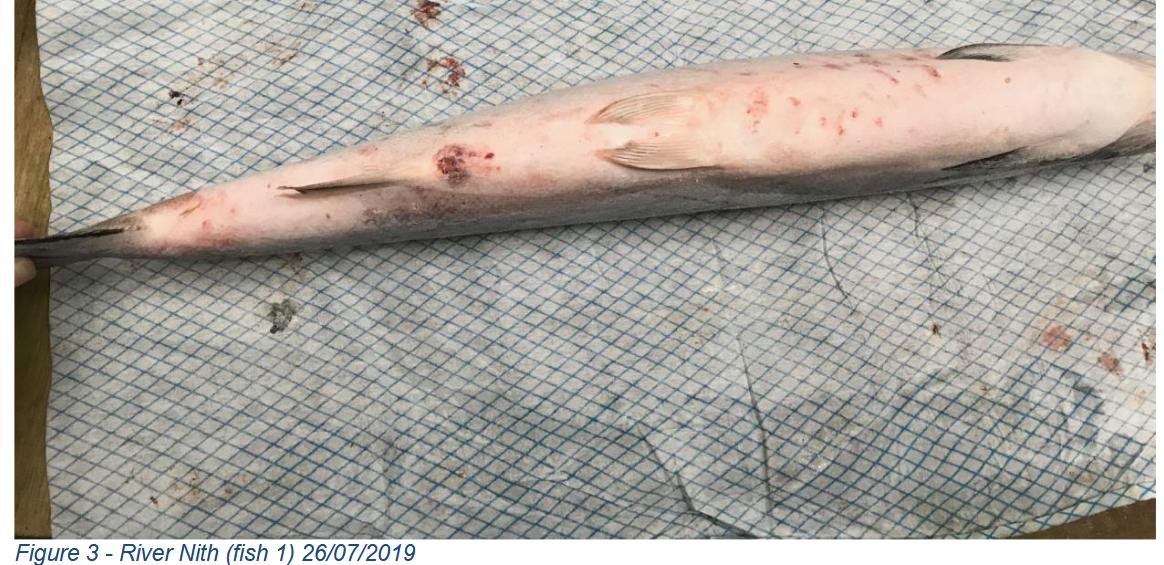 River Nith fish July 2019 #4