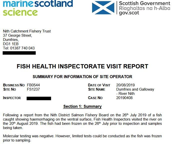 River Nith fish July 2019 #5