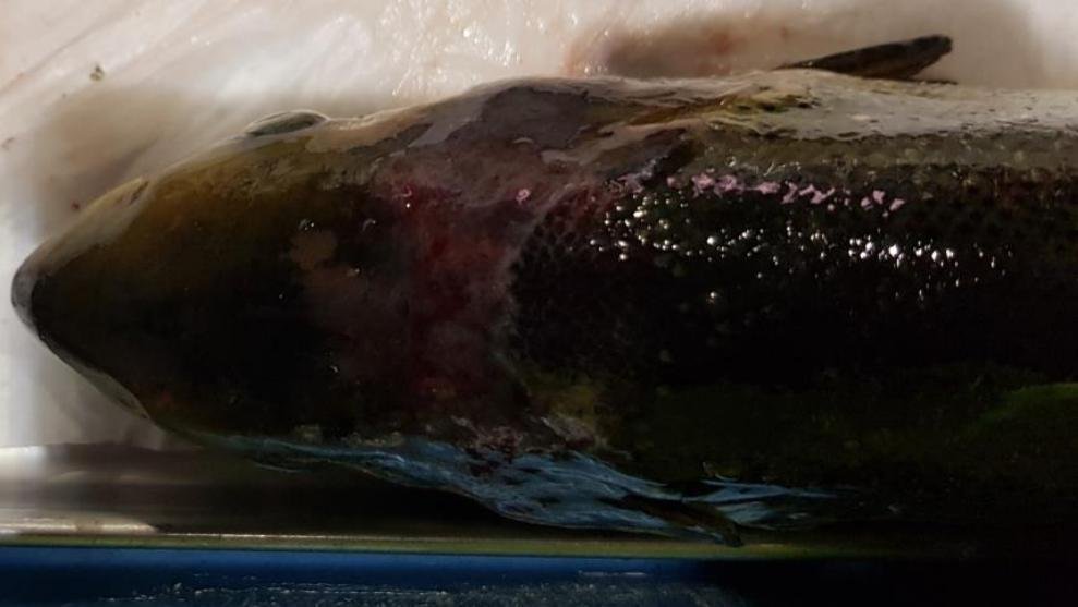 Tabhaigh FHI 13 Nov 2019 Photo #2 Tabhaigh FHI 13 Nov 2019 Photo #2