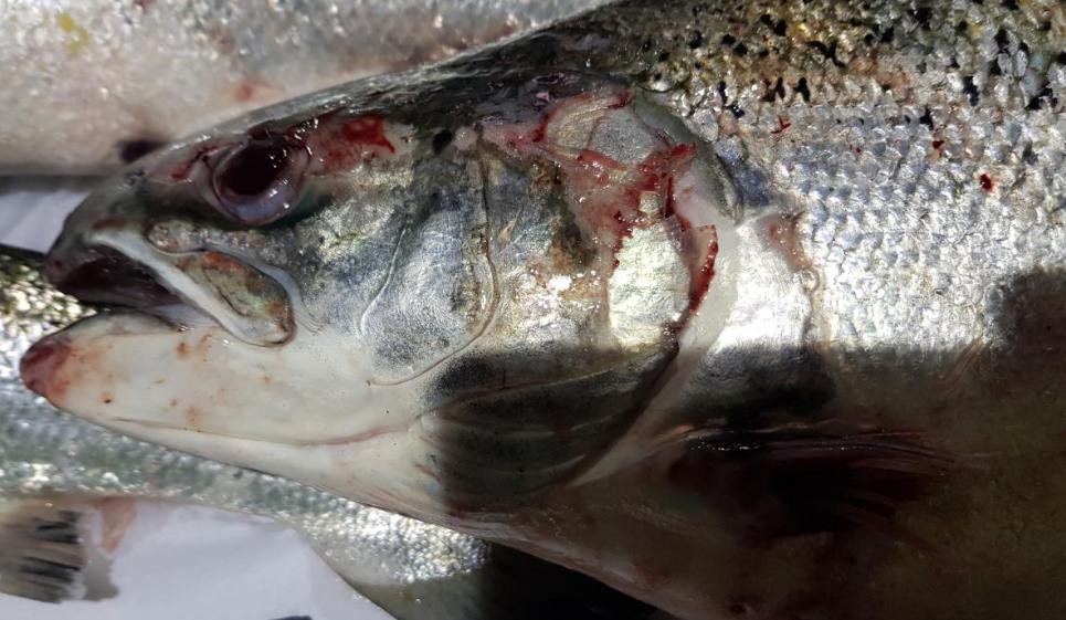 Tabhaigh FHI 13 Nov 2019 Photo #6 Tabhaigh FHI 13 Nov 2019 Photo #6