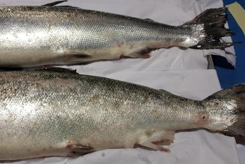 Tabhaigh FHI 13 Nov 2019 Photo #9