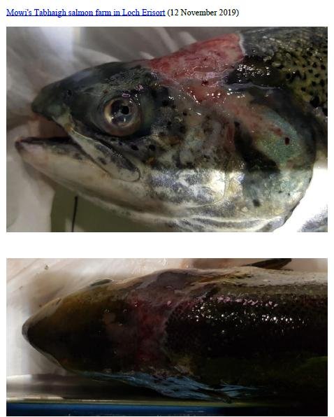 Photo Dossier of FHI Case Information Feb 2020 #3 Mowi Tabhaigh