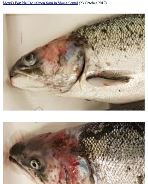 Photo Dossier of FHI Case Information Feb 2020 #4 Mowi Port na Cro Photo Dossier of FHI Case Information Feb 2020 #4 Mowi Port na Cro