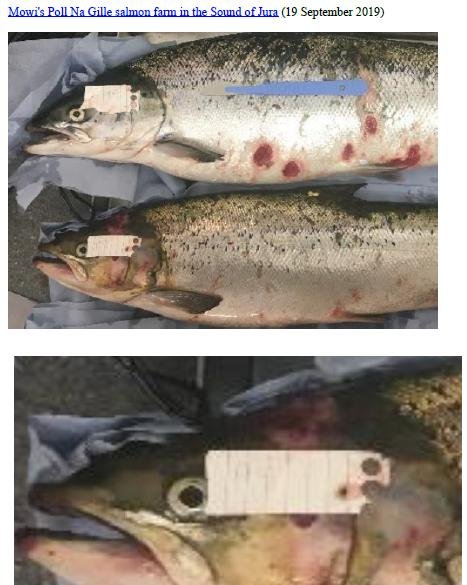 Photo Dossier of FHI Case Information Feb 2020 #6 Mowi Poll na Gille Photo Dossier of FHI Case Information Feb 2020 #6 Mowi Poll na Gille