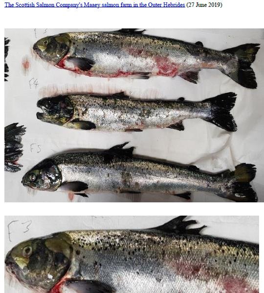 Photo Dossier of FHI Case Information Feb 2020 #8 SSC Maaey Photo Dossier of FHI Case Information Feb 2020 #8 SSC Maaey