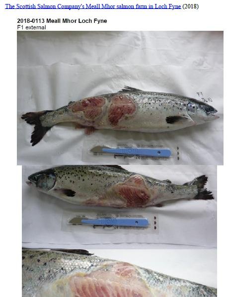 Photo Dossier of FHI Case Information Feb 2020 #18 SSC Meall Mhor Photo Dossier of FHI Case Information Feb 2020 #18 SSC Meall Mhor