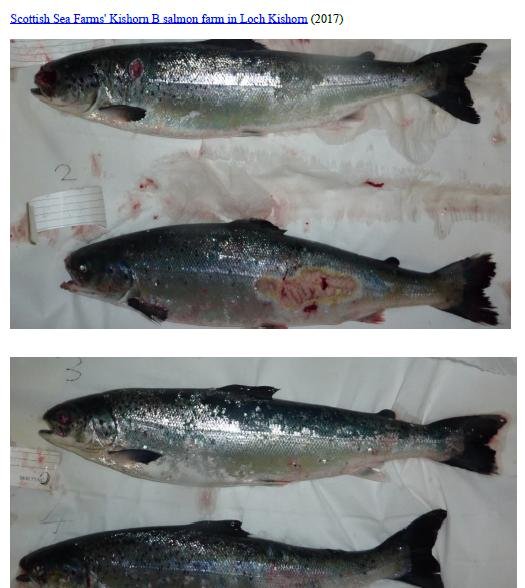 Photo Dossier of FHI Case Information Feb 2020 #22 SSF Kishorn B