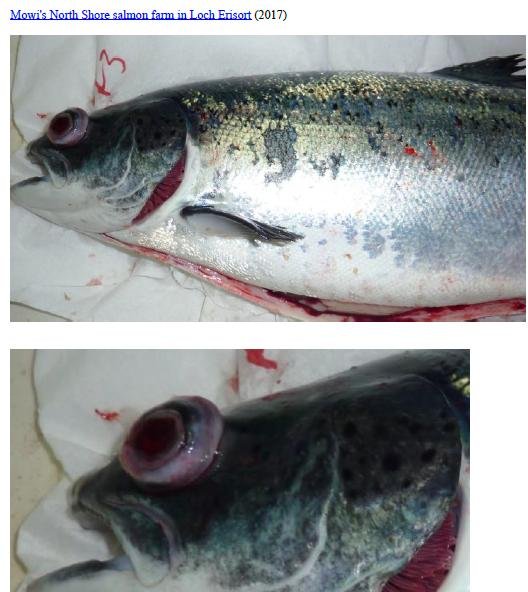 Photo Dossier of FHI Case Information Feb 2020 #24 Mowi North Shore Photo Dossier of FHI Case Information Feb 2020 #24 Mowi North Shore