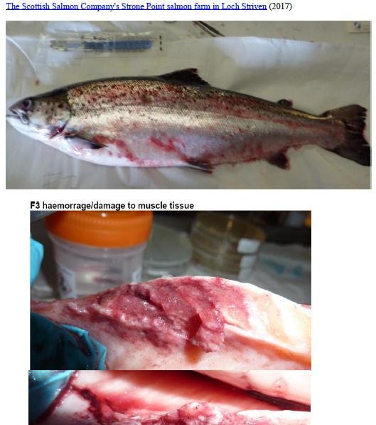 Photo Dossier of FHI Case Information Feb 2020 #29 SSC Strone Point Photo Dossier of FHI Case Information Feb 2020 #29 SSC Strone Point
