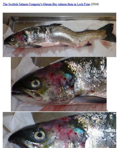 Photo Dossier of FHI Case Information Feb 2020 #34 SSC Glenan Bay Photo Dossier of FHI Case Information Feb 2020 #34 SSC Glenan Bay