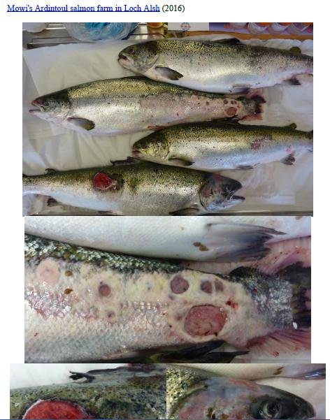 Photo Dossier of FHI Case Information Feb 2020 #36 Mowi Ardintoul