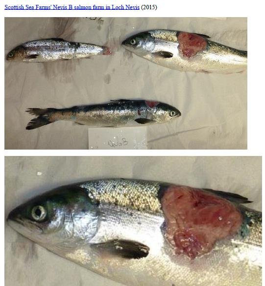 Photo Dossier of FHI Case Information Feb 2020 #42 SSF Nevis B Photo Dossier of FHI Case Information Feb 2020 #42 SSF Nevis B