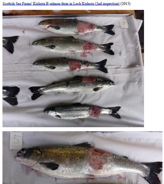 Photo Dossier of FHI Case Information Feb 2020 #43 SSF Kishorn B Photo Dossier of FHI Case Information Feb 2020 #43 SSF Kishorn B