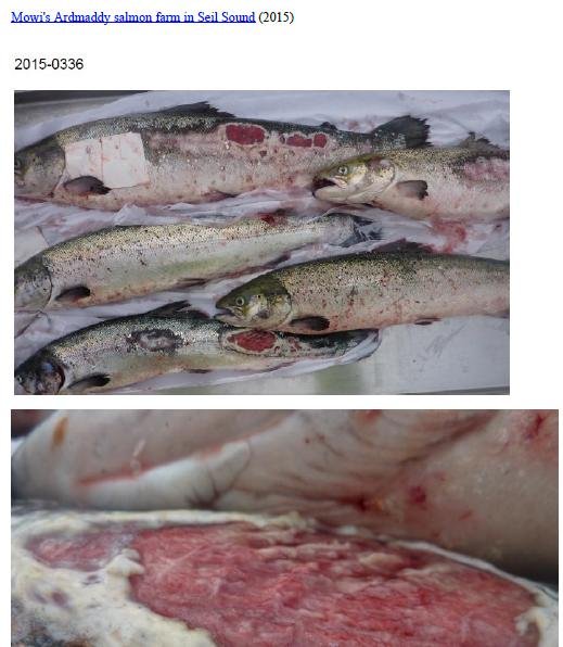 Photo Dossier of FHI Case Information Feb 2020 #44 Mowi Ardmaddy Photo Dossier of FHI Case Information Feb 2020 #44 Mowi Ardmaddy