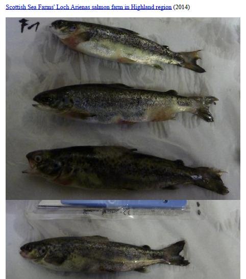 Photo Dossier of FHI Case Information Feb 2020 #46 SSF Loch Arienas