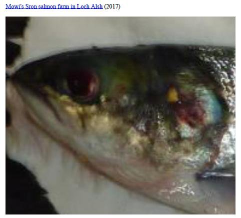 Photo Dossier of FHI Case Information Feb 2020 #22b Mowi Sron