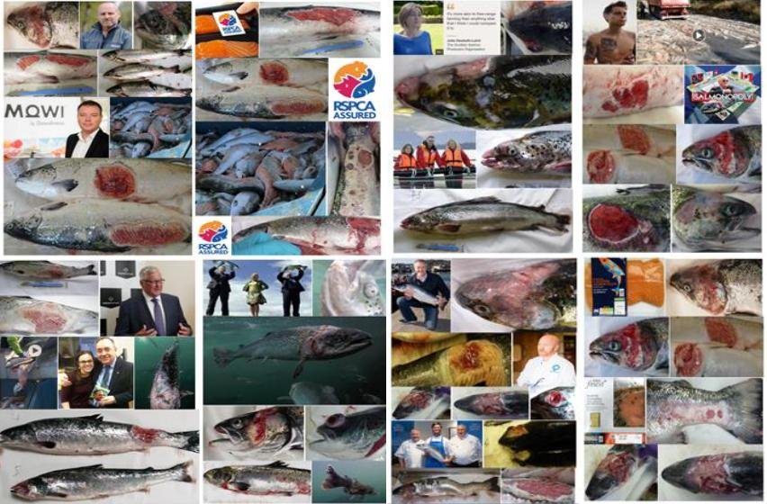 The Faces of Scottish Salmon Feb 2020 #2 collage