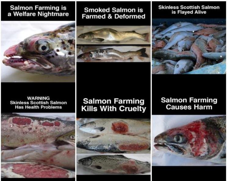 Welfare of Salmon Farming Summary Feb 2020 #2 Welfare of Salmon Farming Summary Feb 2020 #2