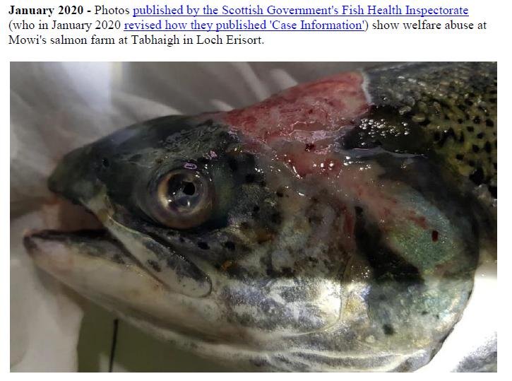 Welfare of Salmon Farming Summary Feb 2020 #11 Welfare of Salmon Farming Summary Feb 2020 #11