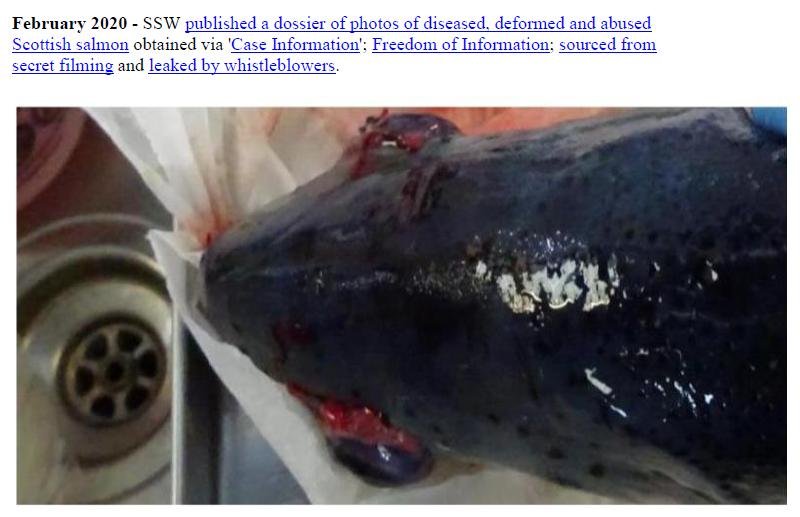 Welfare of Salmon Farming Summary Feb 2020 #12 Welfare of Salmon Farming Summary Feb 2020 #12