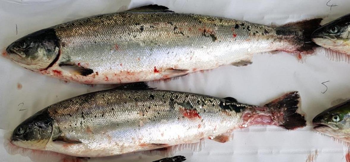 Smile blog Mowi #2 Stulaigh Island Smile blog Mowi #2 Stulaigh Island